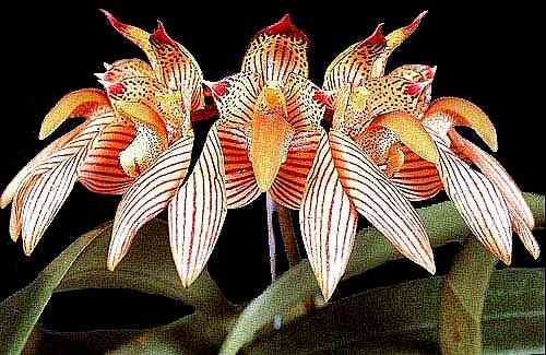 Bulbophyllum bicolor